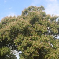 Vitex altissima L.f.